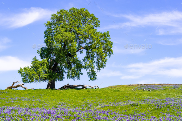 Oak Tree Growing On A Meadow Stock Photo By SundryPhotography PhotoDune