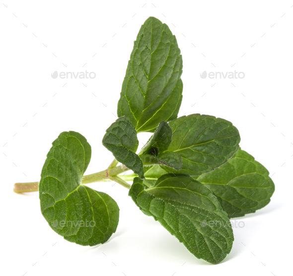 Fresh Mint Herb Leaves Isolated On White Background Cutout Stock Photo