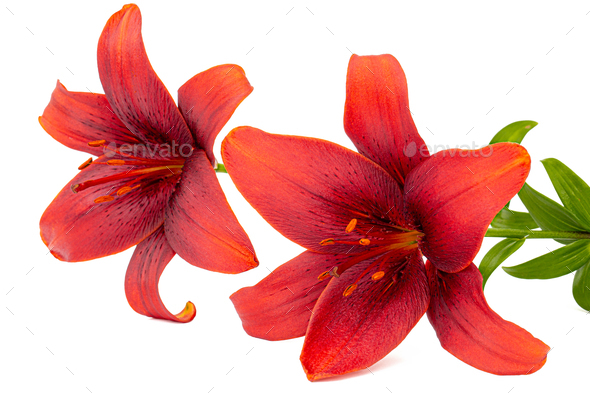 Flower Of Dark Red Lily Isolated On White Background Stock Photo By