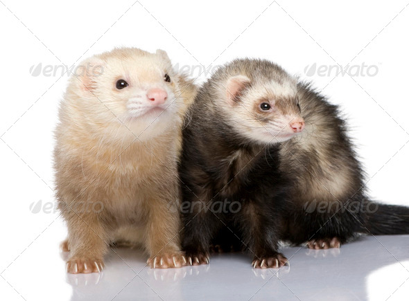 Ferret Mustela Putorius Furo Stock Photo By Lifeonwhite PhotoDune