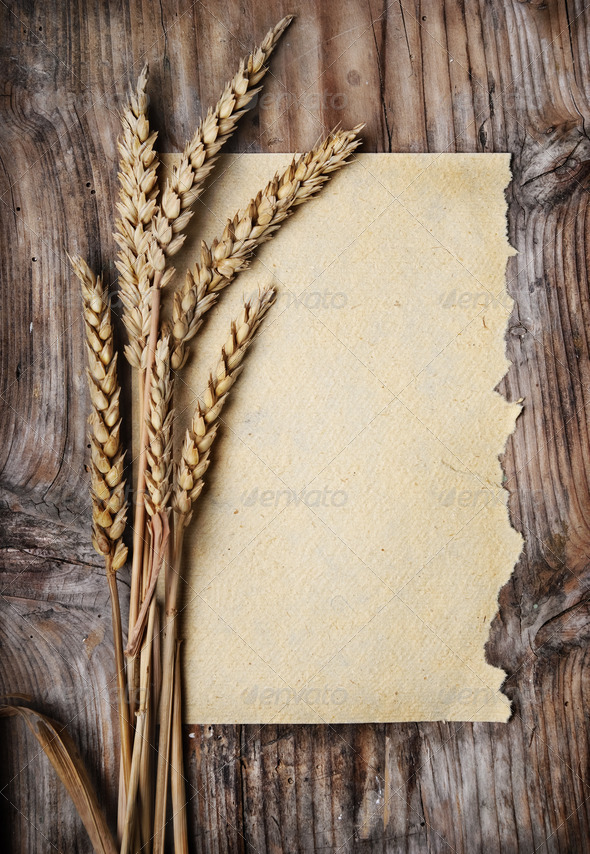 Wheat Ears Stock Photo By Hitdelight PhotoDune