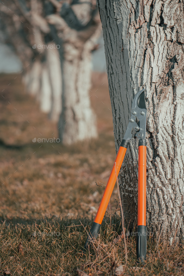 Telescopic Ratchet Bypass Lopper Leaning On To Walnut Tree In Orchard