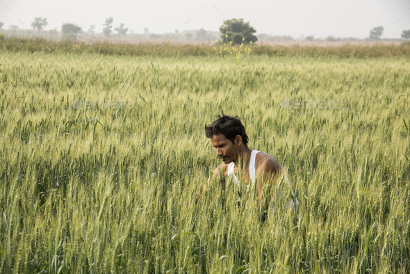 Farmer In The Wheat Field And Examining Wheat Growth India Stock