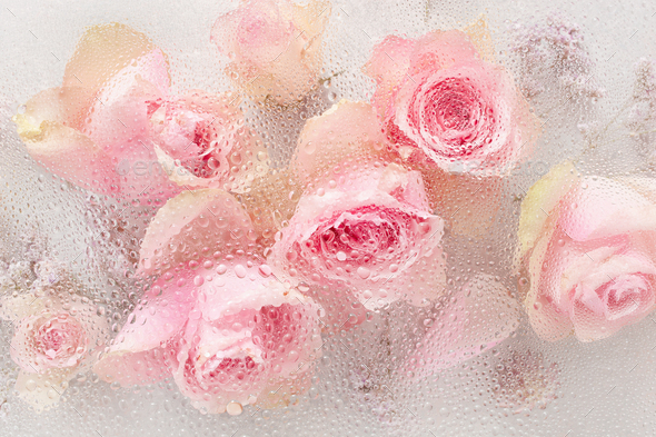 Beautiful Pink Rose Flowers Through The Glass With Waterdrops