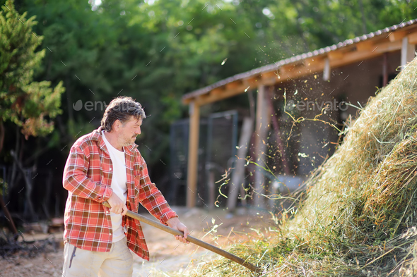 Handsome Mature Farmer Turns The Hay With A Pitchfork On The Backyard