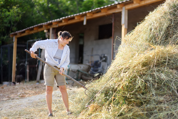 Mature Female Farmer Turns The Hay For Cow With A Pitchfork On The