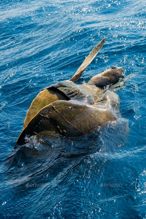 Olive Ridley Sea Turtles Or Lepidochelys Olivacea Performs Mating