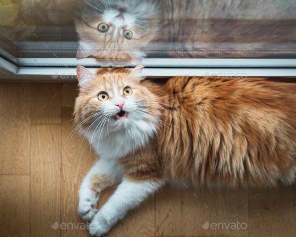 Surprised Ginger Cat Looking Somewhere With Open Mouth Stock Photo By