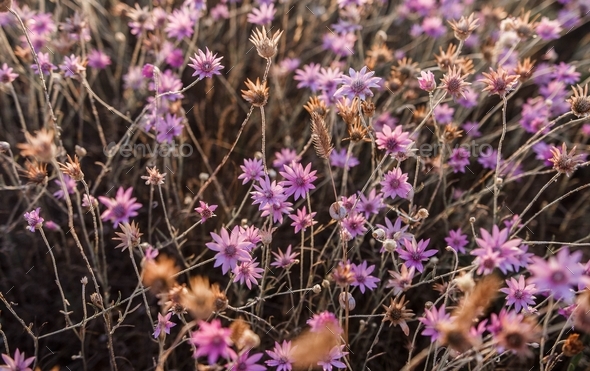 Purple Summer Background Of Xeranthemum Annuum Flowers Beautiful Dried