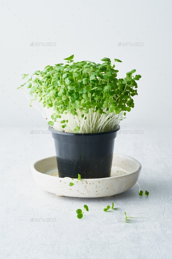 Bok Choy Microgreens In Pot On Plate Aragula Edible Root Vegetable