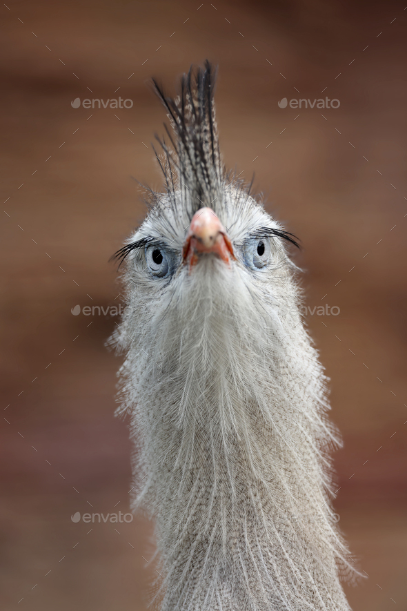 Close Up View Of A Red Legged Seriema Cariama Cristata Stock Photo By