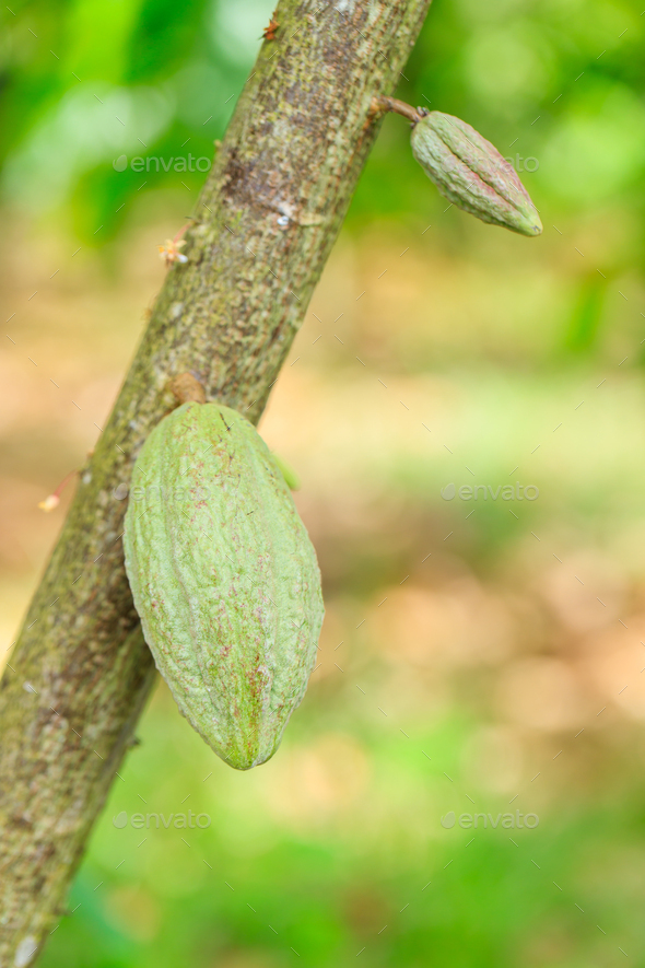 Cacao Tree Theobroma Cacao Organic Cocoa Fruit Pods In Nature Stock