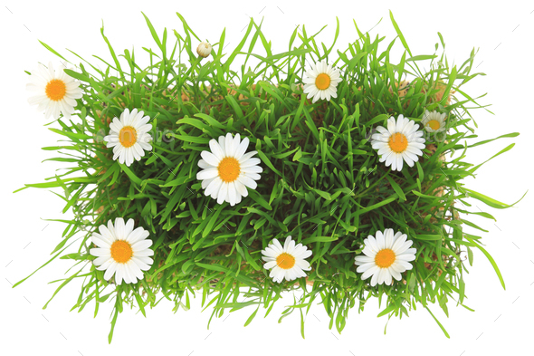 Green Grass And White Flowers Isolated On White Background Stock Photo