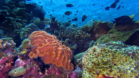 Coral Reef Bunaken National Marine Park Indonesia Stock Photo By