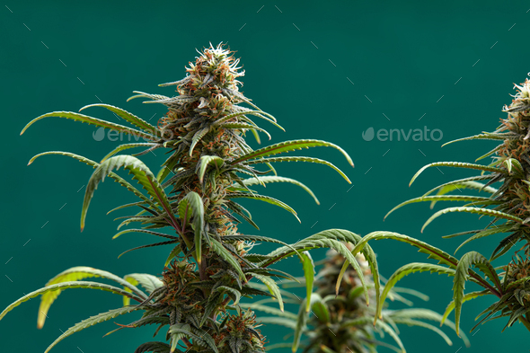 Flowering Buds Of Medical Cannabis Trichomes Are Visible In The