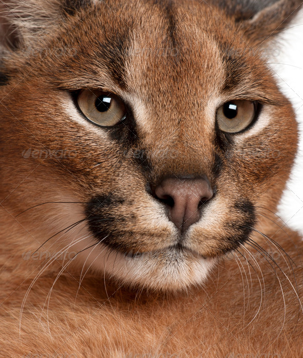 Close Up Of Caracal Caracal Caracal 6 Months Old In Front Of White