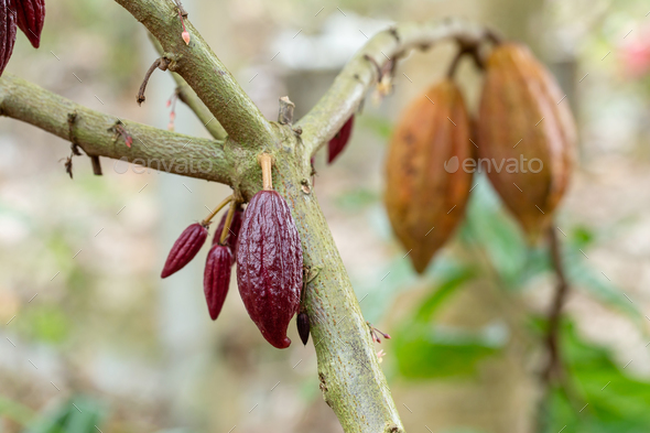 Cacao Tree Theobroma Cacao Organic Cocoa Fruit Pods In Nature Stock