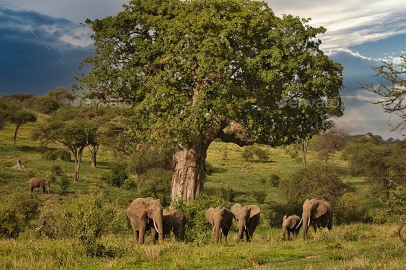 Group Of African Elephants Walking Together In The Warm Sunlight Of The