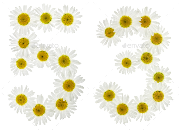 Arabic Numeral Fifty Three From White Flowers Of Chamomile