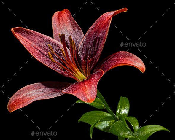 Flower Of Dark Red Lily Isolated On Black Background Stock Photo By