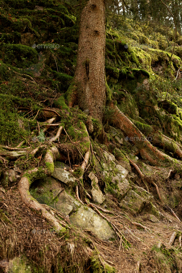 The Trunk And Roots Of A Pine Tree Eroded By Rainwater On Inclined