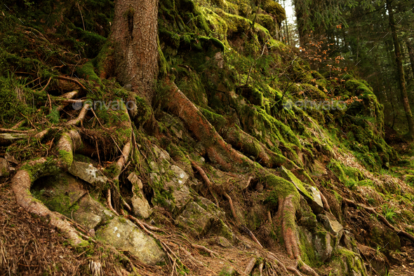 Trunk Of Pine Tree With Hollow Thick Roots Eroded By Rainwater On