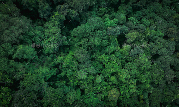 Aerial Top View Of Green Trees In Forest Drone View Of Dense Green