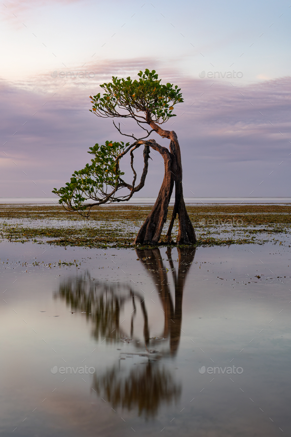 Dancing Mangrove Trees Of Sumba Island In Indonesia Stock Photo By