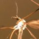 Caught Mosquito HD Loop - 16