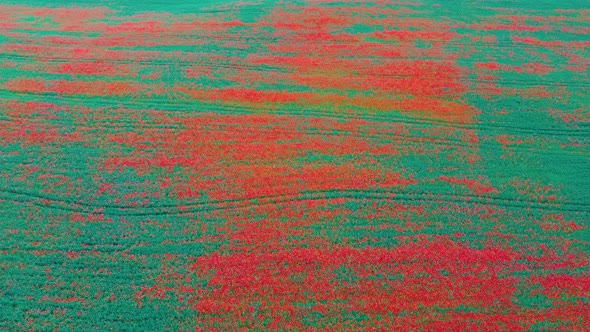 Field Of Blossoming Red Poppies Summer Landscape Meadow Aerial Dron