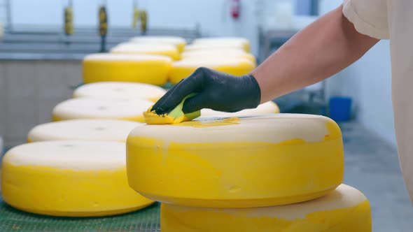 Cheese Production The Worker Covers The Cheese With Wax Cheese