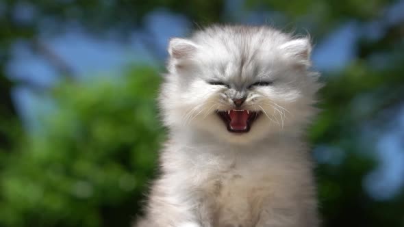 Close Up Of Cute Persian Kitten Outdoor alt