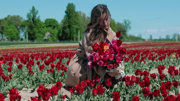 Woman picks a bouquet of flowers on a tulips field