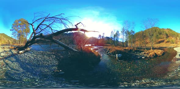 360 VR Virtual Reality of a Wild Mountains, Pine Forest and River Flows. National Park, Meadow and alt