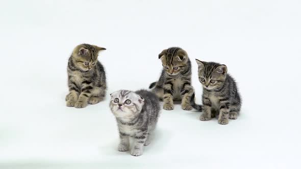 Little Scottish Kittens Look Up and Walk on the Floor. White Background. Slow Motion alt