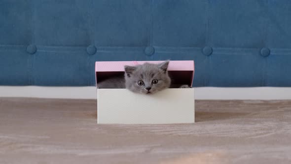 A small, fluffy, grey kitten comes out of a gift box.