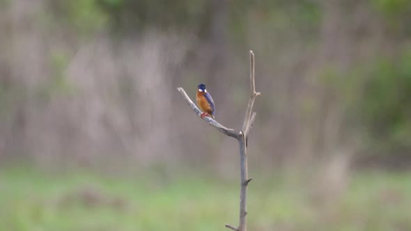 Kingfisher on a branch  alt