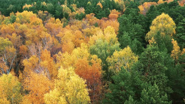 Aerial view of autumn forest with colorful trees.  Mixed forest in autumn.