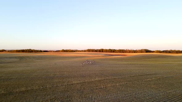 4k aerial footage of pronghorn antelope herd running away across fields in rural Alberta, Canada. An alt