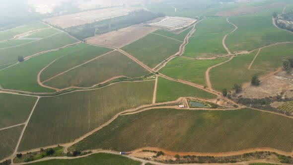 Overhead aerial view of people harvesting grapes in a vineyard in the Leyda Valley, Chile alt
