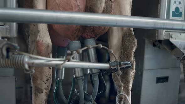 Cow Udder Milking Carousel Working in Robotic Technological Farm Closeup alt