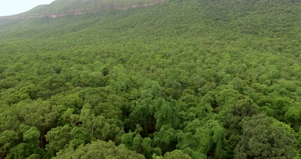 Aerial dense green forest Searching concept