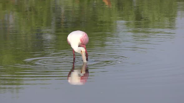 Roseate Spoonbill in a Lake