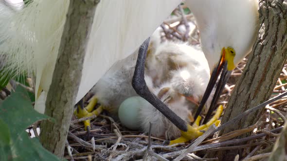 Nest with Chicks Close-up