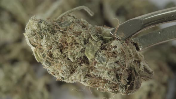 Marijuana. Cannabis. Hemp. Close-up alt