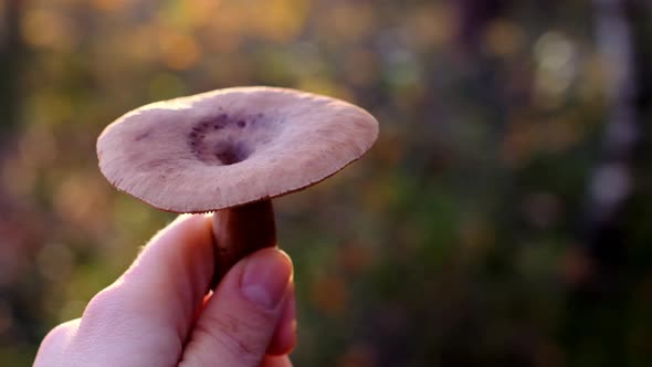 Mushroom in a female hand alt