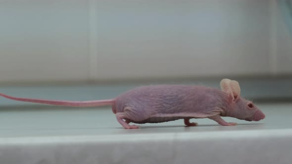 Hairless Laboratory Mouse