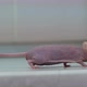 Hairless Laboratory Mouse - VideoHive Item for Sale