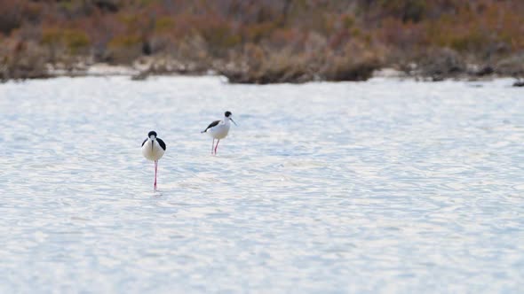 Small Bird in Shallow Water River or Lake An Animal in Its Natural Habitat Nature Wildlife Safari alt