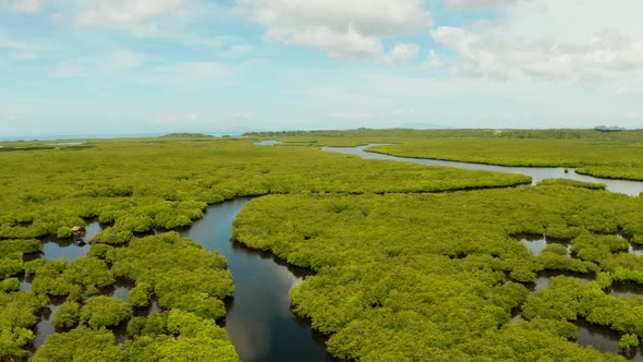 Aerial View of Mangrove Forest and River alt